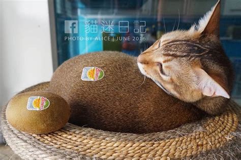 chatear kiwi|bol chat kiwi.